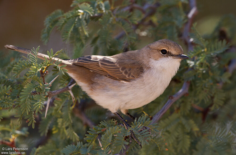 Marico Flycatcher