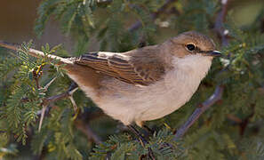 Marico Flycatcher