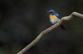 Chinese Blue Flycatcher