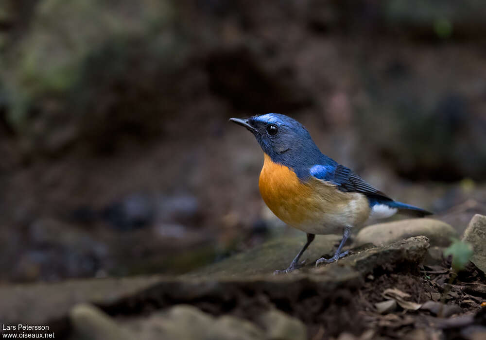 Chinese Blue Flycatcher male adult breeding, habitat, pigmentation