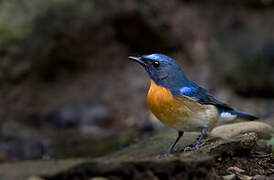 Chinese Blue Flycatcher