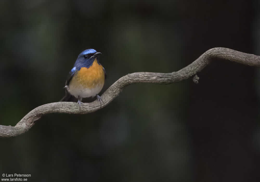 Chinese Blue Flycatcher