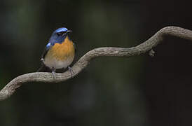 Chinese Blue Flycatcher