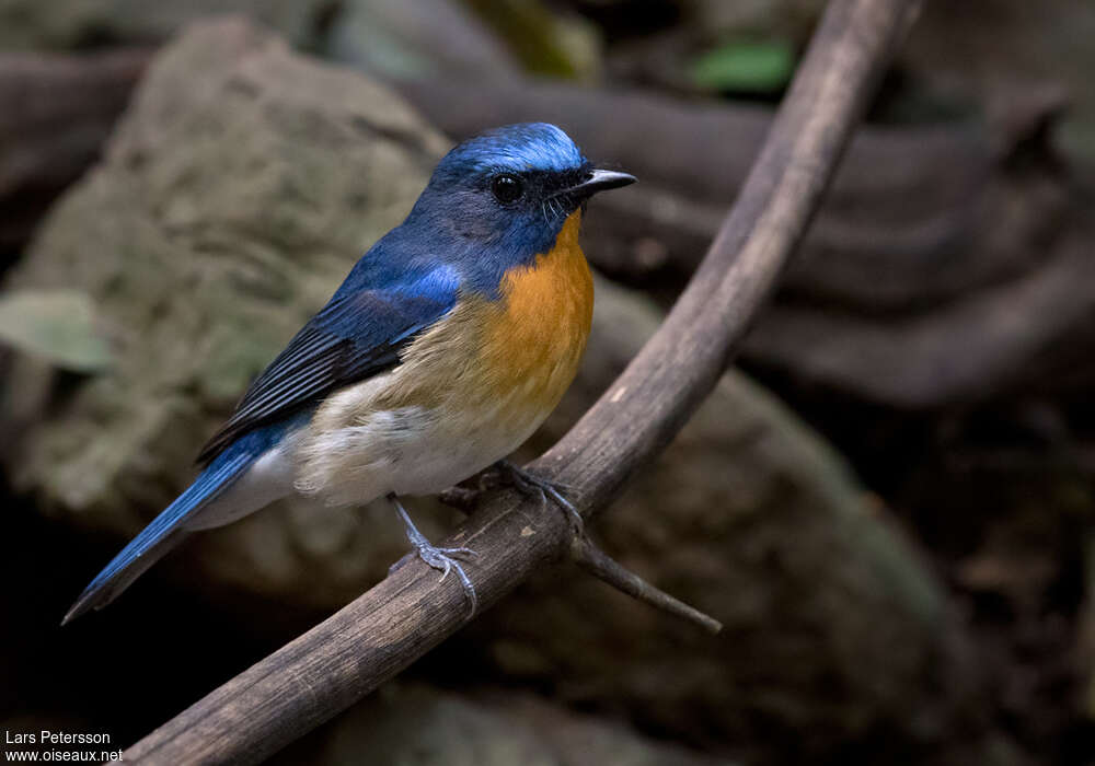 Chinese Blue Flycatcher male adult breeding, identification