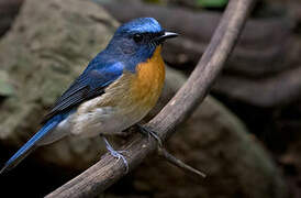 Chinese Blue Flycatcher