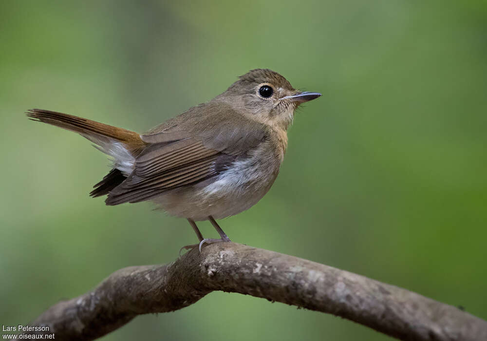 Chinese Blue Flycatcher female adult breeding, identification