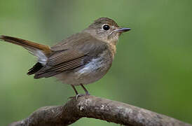 Chinese Blue Flycatcher