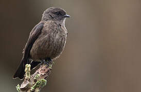 Sooty Flycatcher