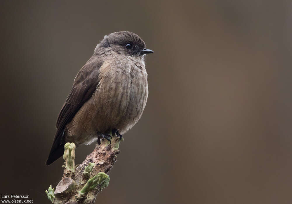 Sooty Flycatcheradult, identification