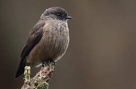 Sooty Flycatcher