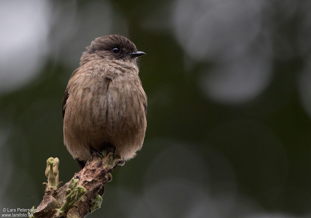 Sooty Flycatcher