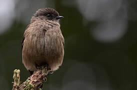 Sooty Flycatcher