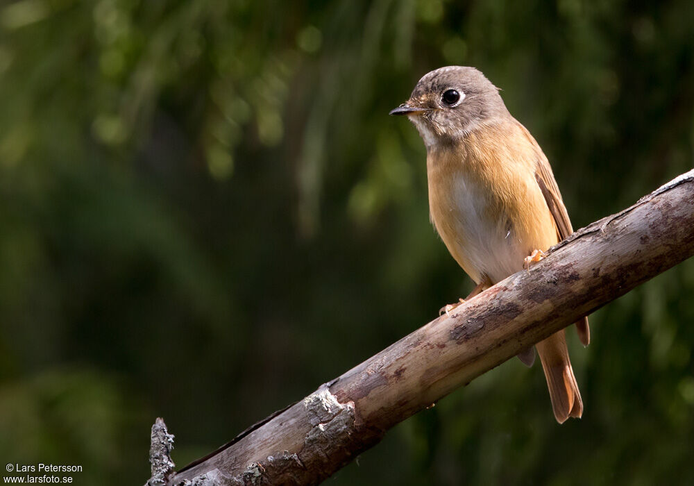 Gobemouche ferrugineux