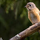 Gobemouche ferrugineux