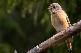 Gobemouche ferrugineux