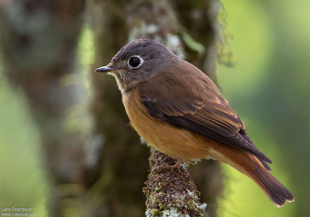 Ferruginous Flycatcheradult, identification