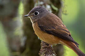 Ferruginous Flycatcher