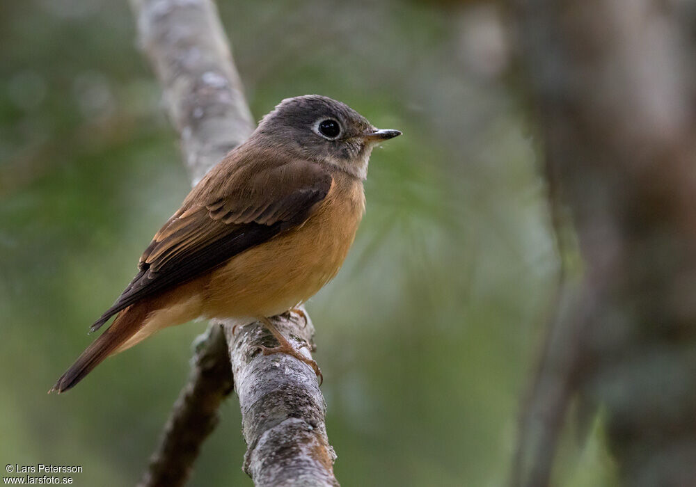 Gobemouche ferrugineux