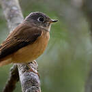 Gobemouche ferrugineux