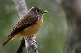 Ferruginous Flycatcher