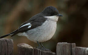 Fiscal Flycatcher