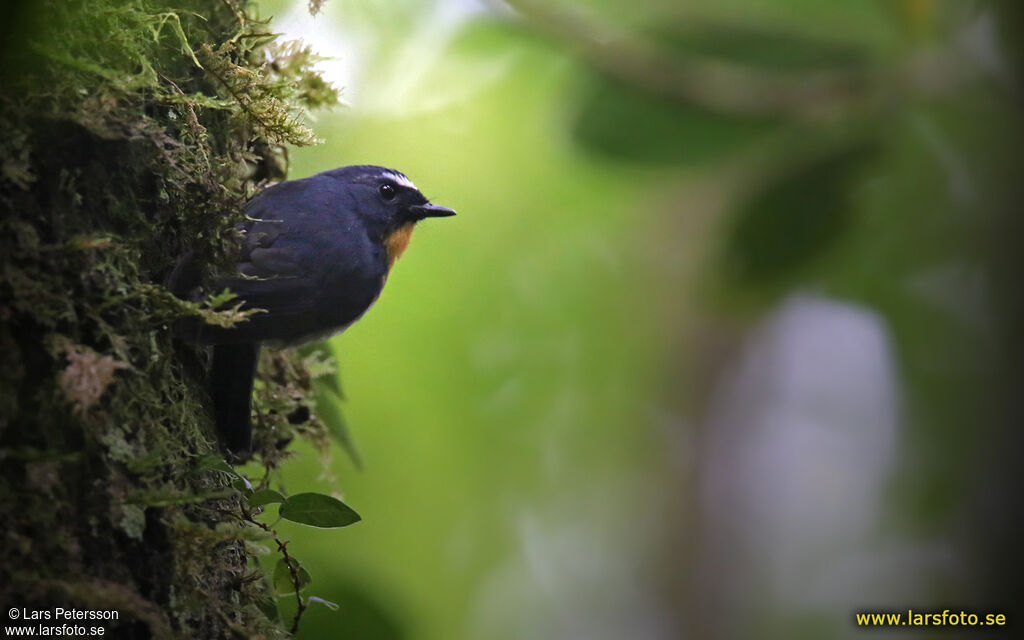 Snowy-browed Flycatcher