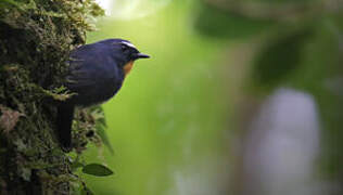 Snowy-browed Flycatcher