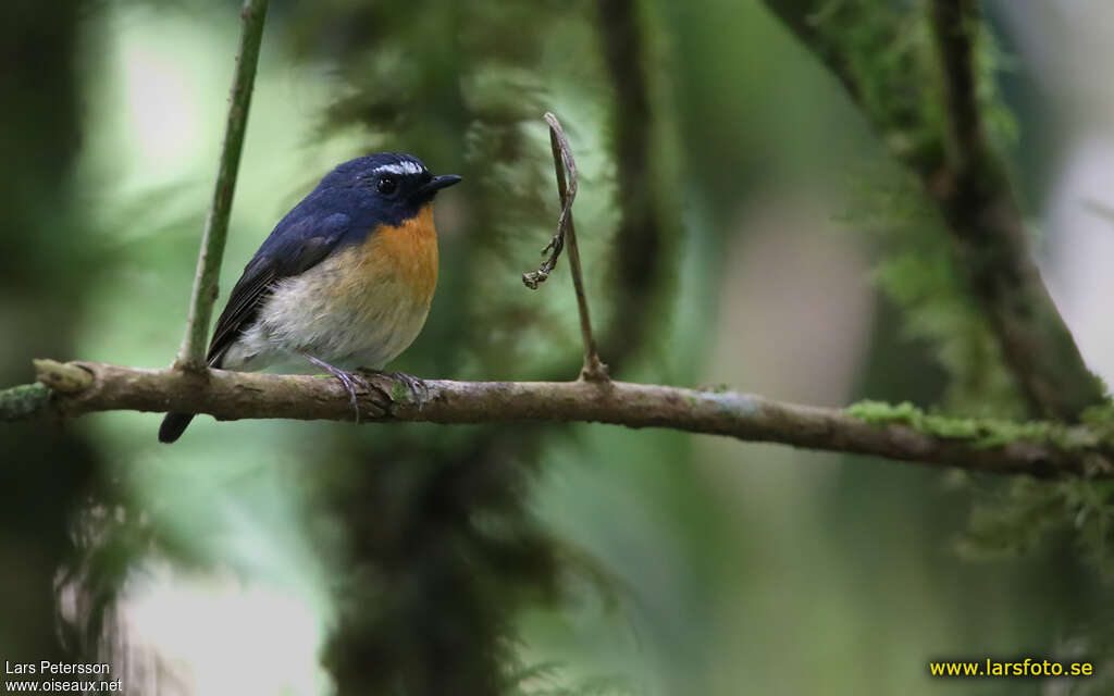 Snowy-browed Flycatcher male adult