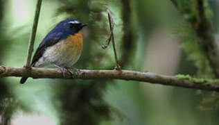 Snowy-browed Flycatcher