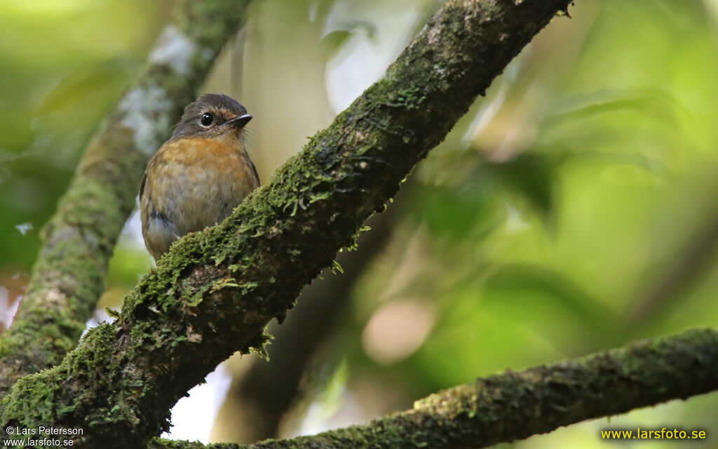 Snowy-browed Flycatcher