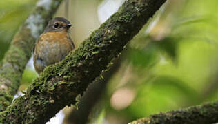 Snowy-browed Flycatcher