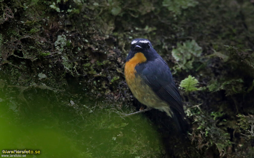 Snowy-browed Flycatcher