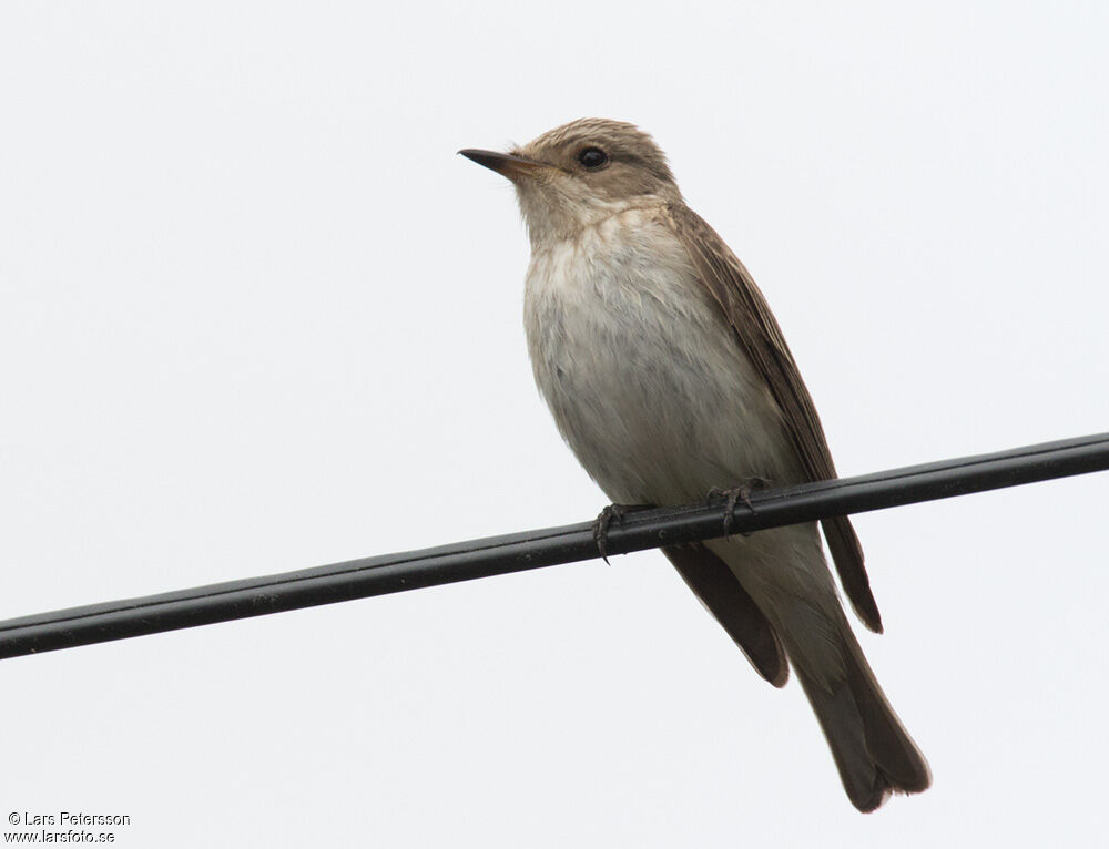 Spotted Flycatcher