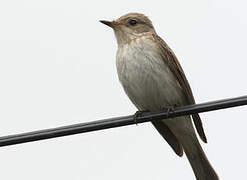 Spotted Flycatcher