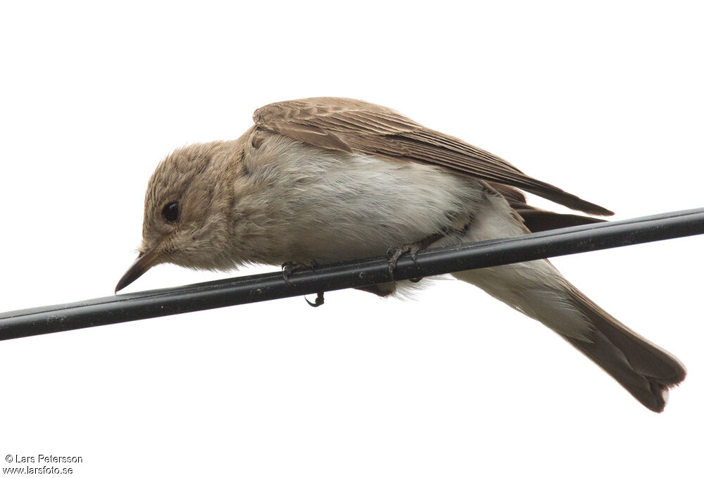 Spotted Flycatcher