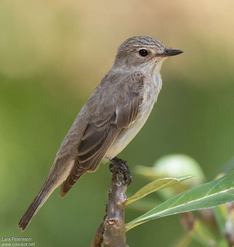 Spotted Flycatcher, identification