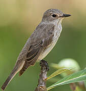 Spotted Flycatcher