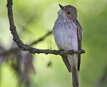 Spotted Flycatcher