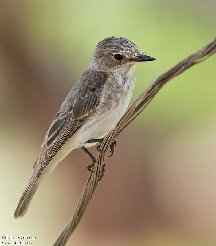 Spotted Flycatcher