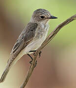 Spotted Flycatcher