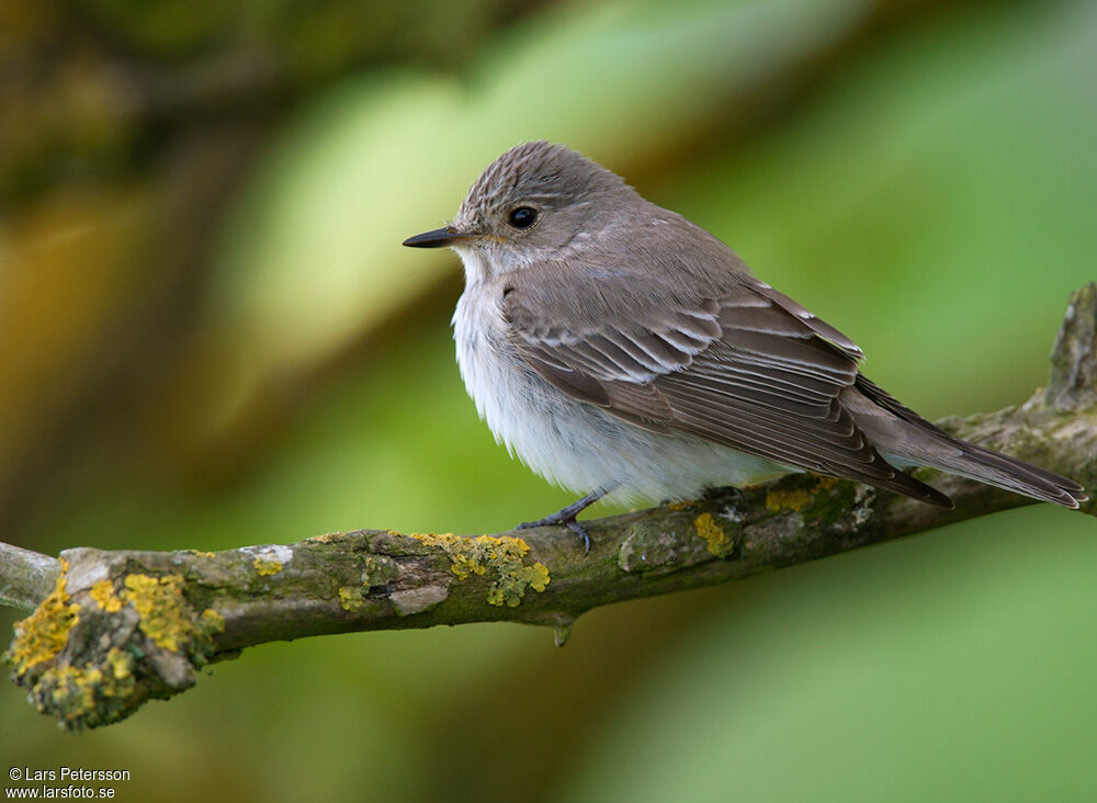 Spotted Flycatcher