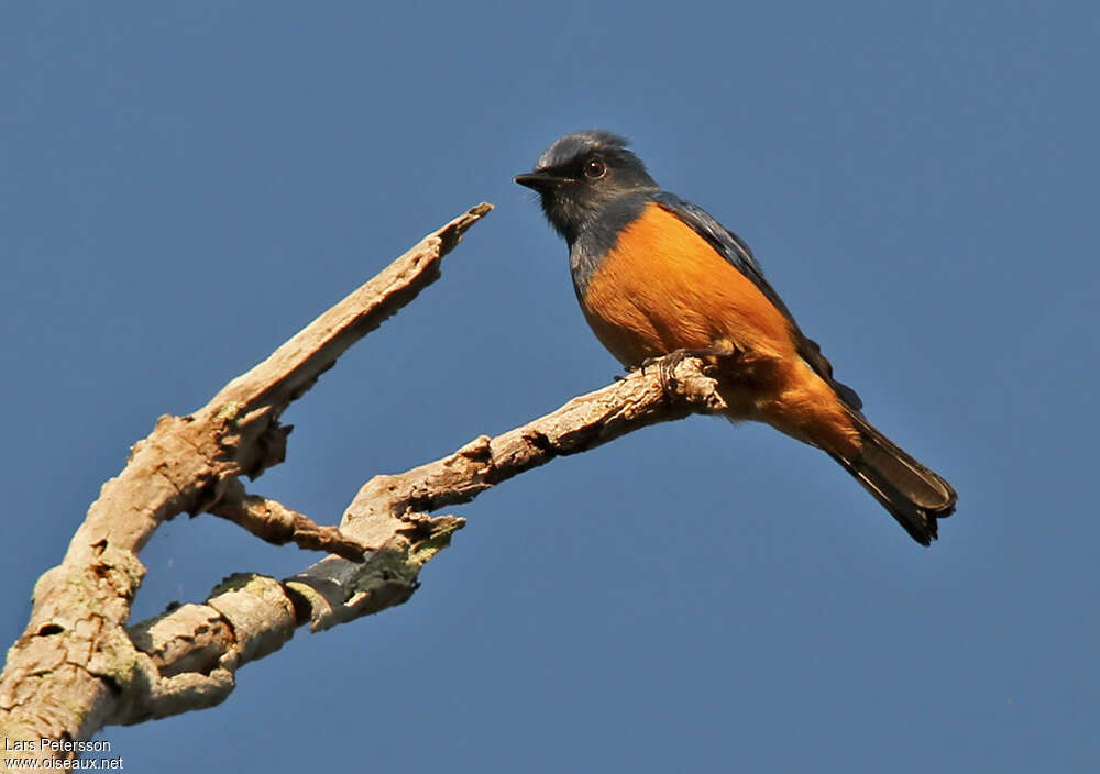 Timor Blue Flycatcher male adult, identification