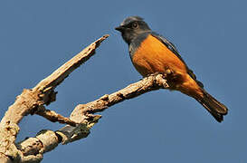 Timor Blue Flycatcher