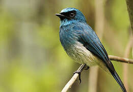 Indigo Flycatcher