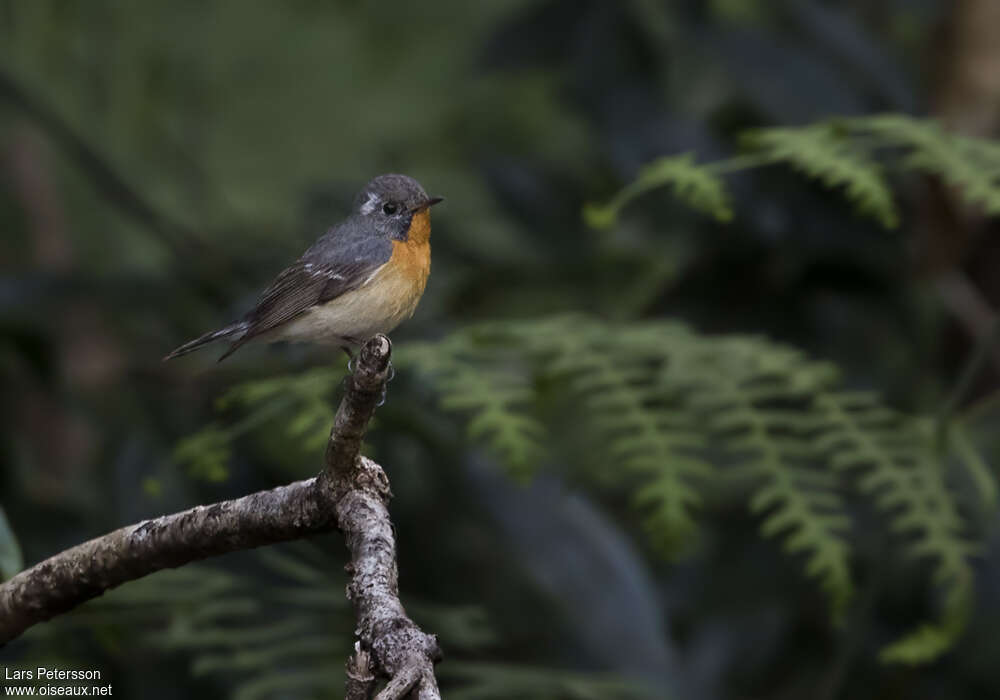 Mugimaki Flycatcher male Second year, identification