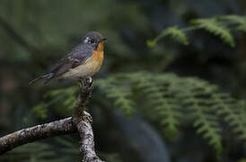 Mugimaki Flycatcher