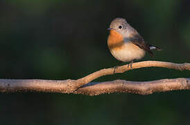 Red-breasted Flycatcher