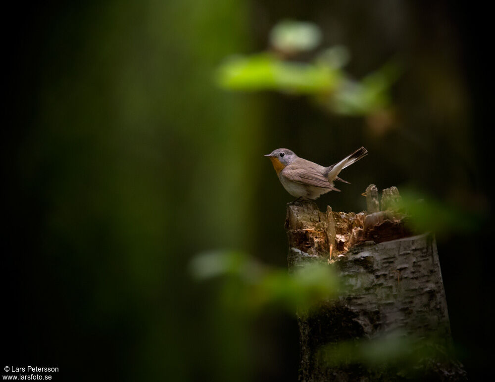 Red-breasted Flycatcher