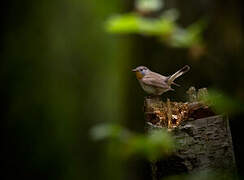 Red-breasted Flycatcher