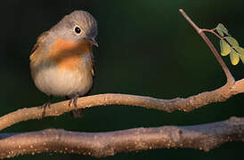 Red-breasted Flycatcher